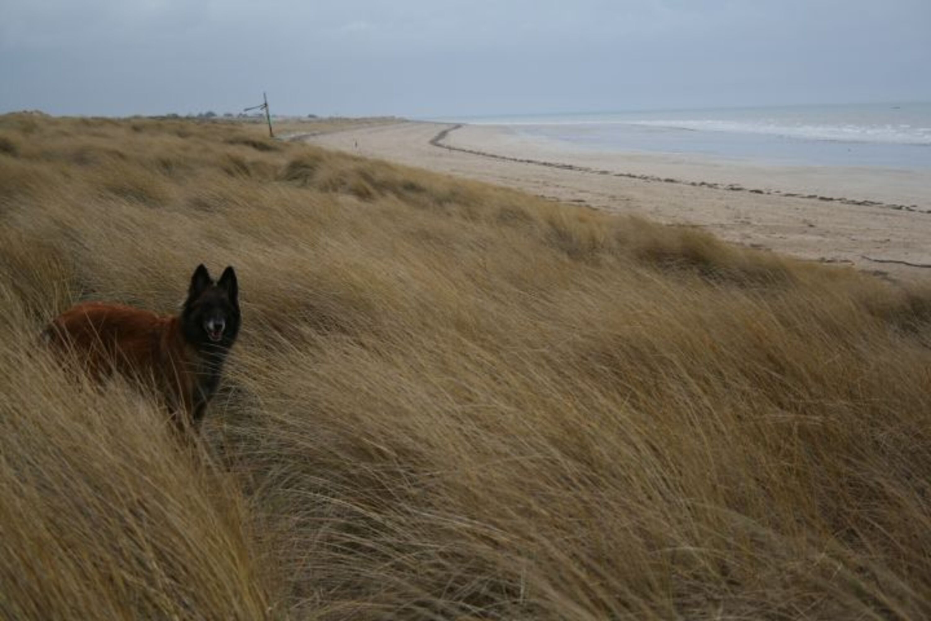 Hund in den Dünen