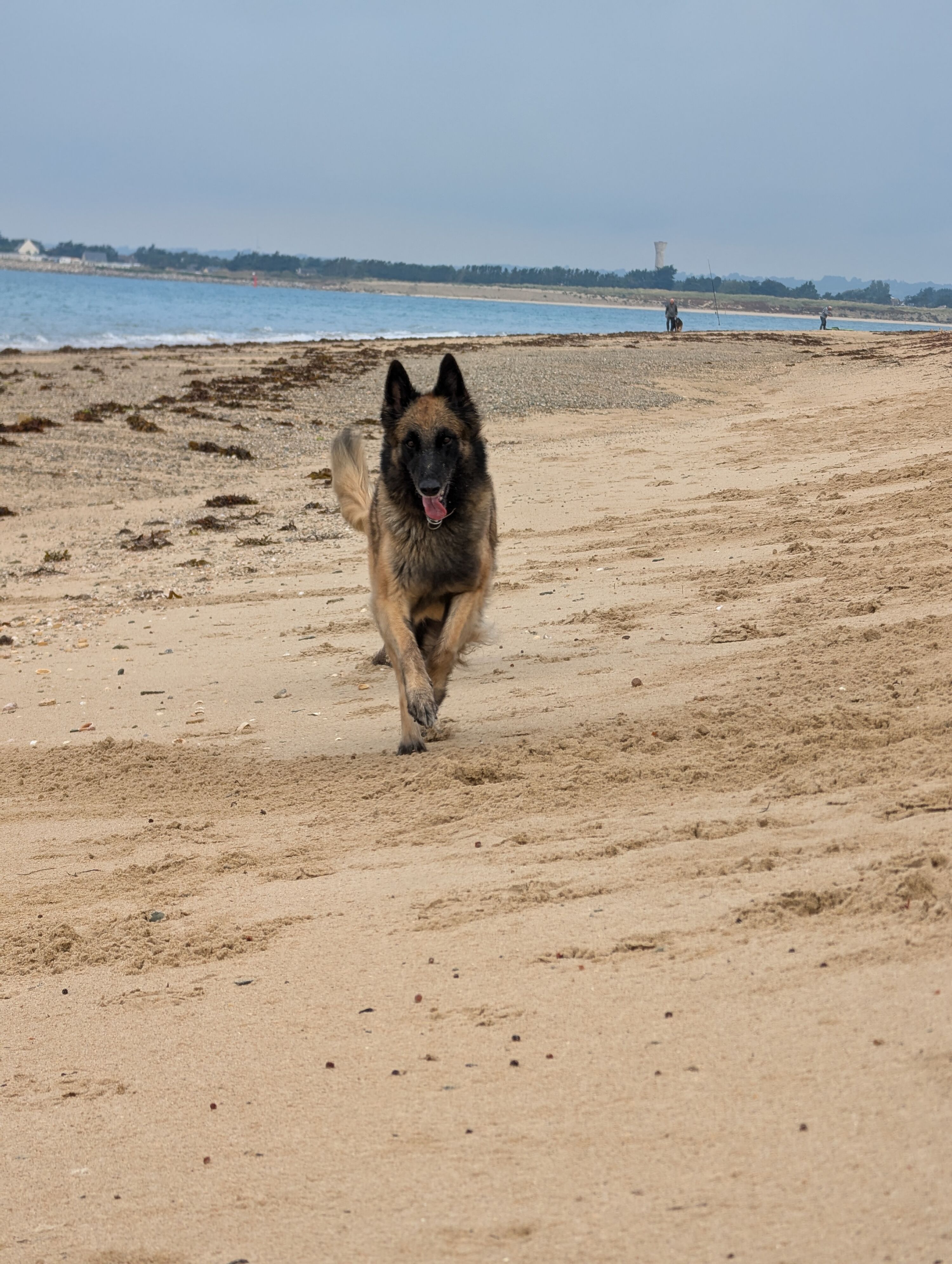 Spaß mit Hund