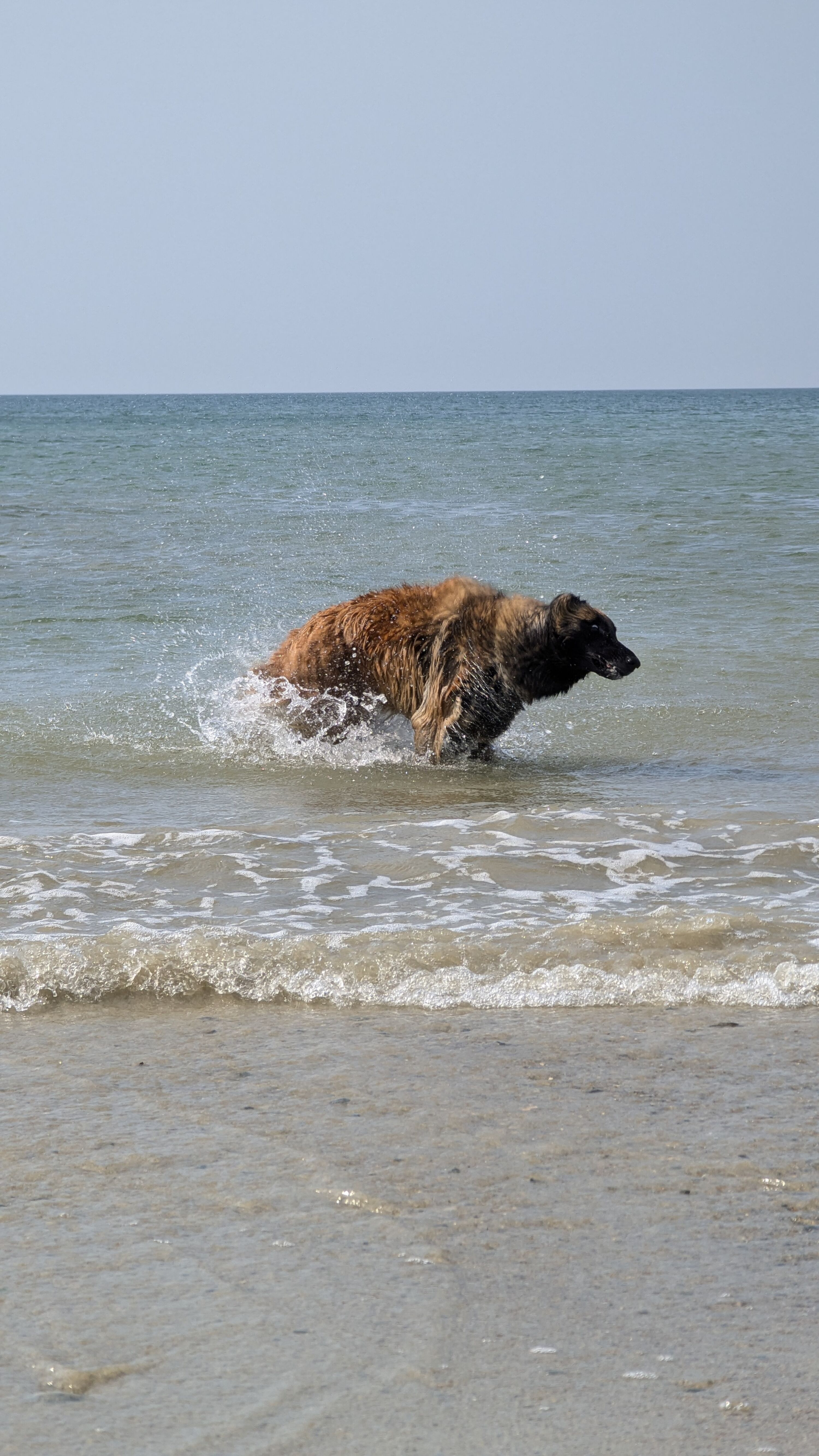 Baden mit Hund im Atlantik