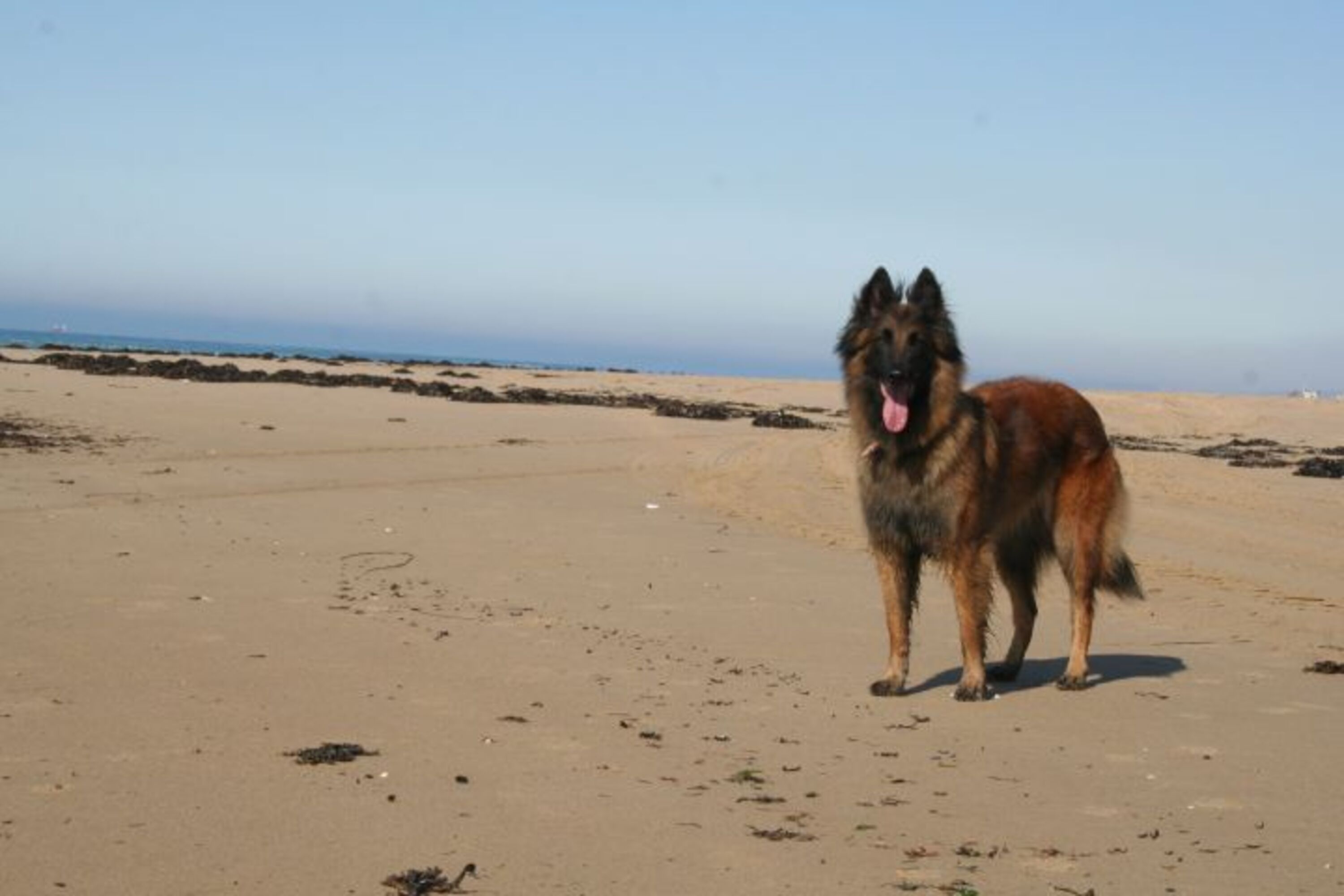 Strand mit Hund