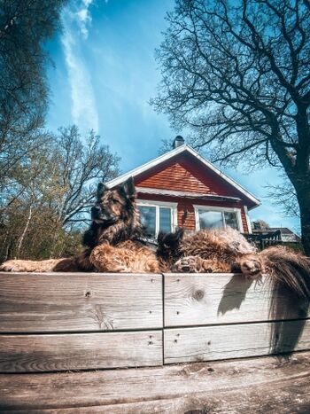 Hunde sind hier herzlich wilkommen!