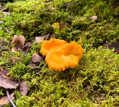 Pilze und Beeren sammeln