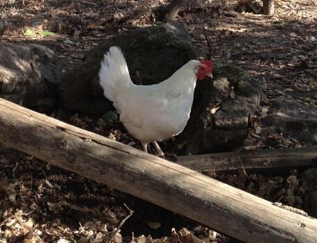 Lady Gaga sorgt (meistens)  für Ihr Frühstücksei