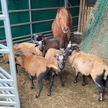 Tierisch gute Freunde! Gleich nebenan!