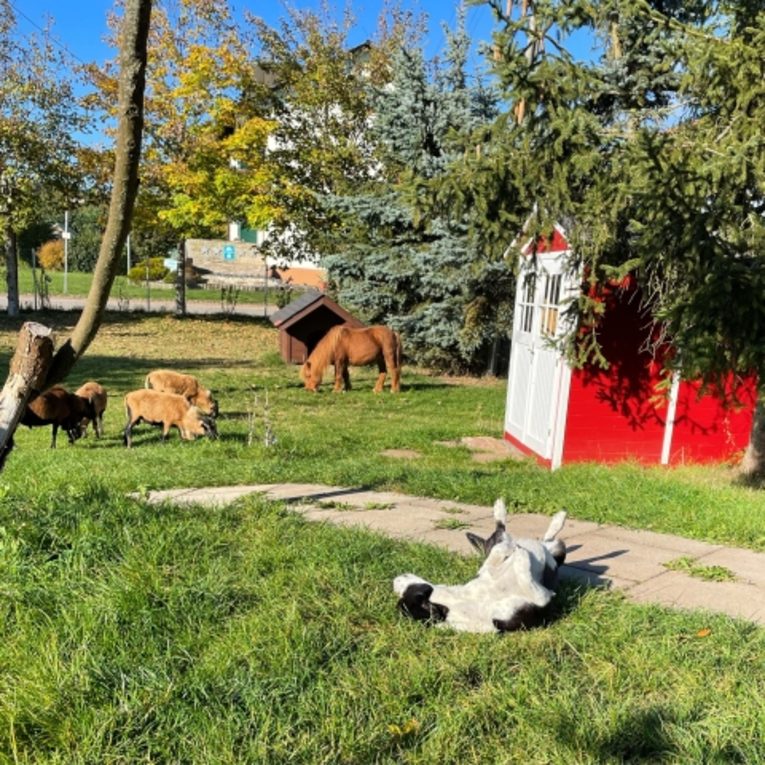 Eigener umzäunter Hundegarten
