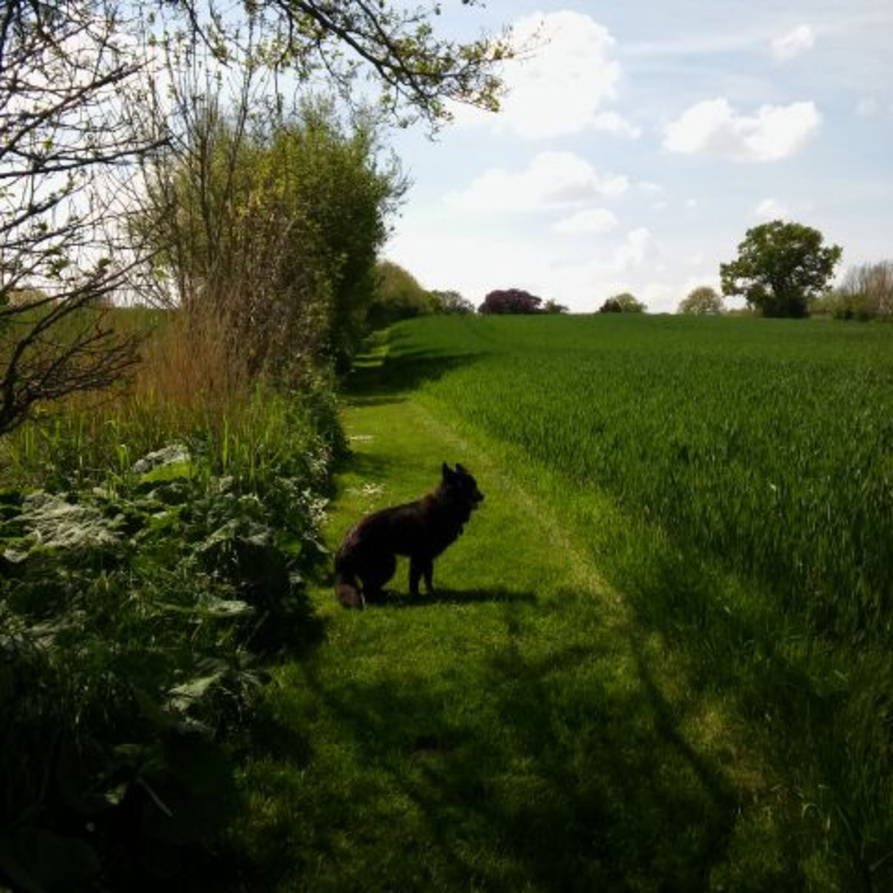 der Weg zum Meer