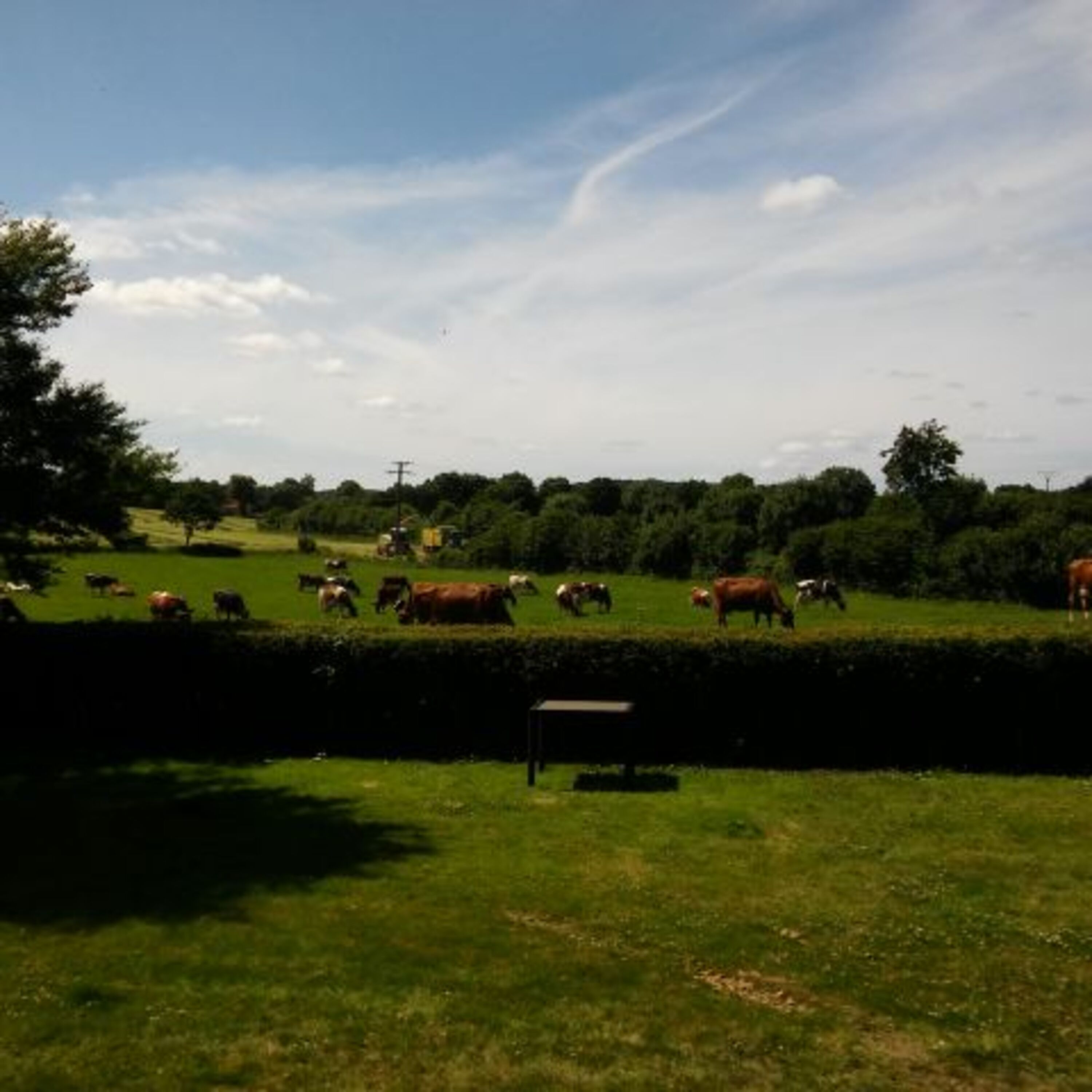 Ausblick über Garten und Kuhweide