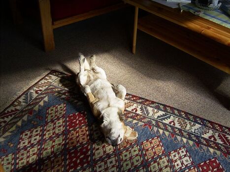 Was für ein Hundeleben