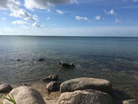 Hund Rudi bei Baden am Südstrand