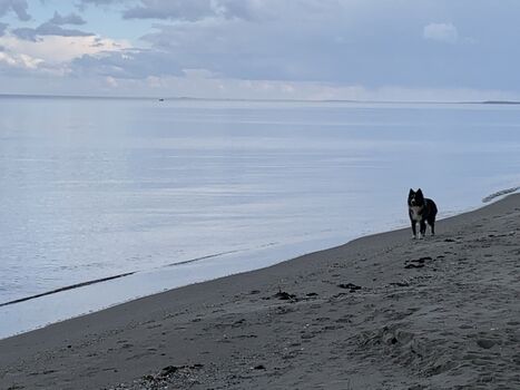 Impression Hunde am Strand