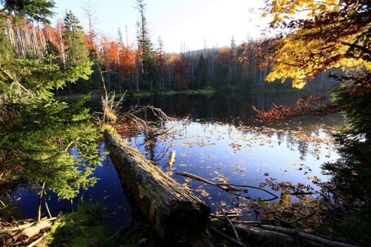 Nationalpark Bayerischer Wald