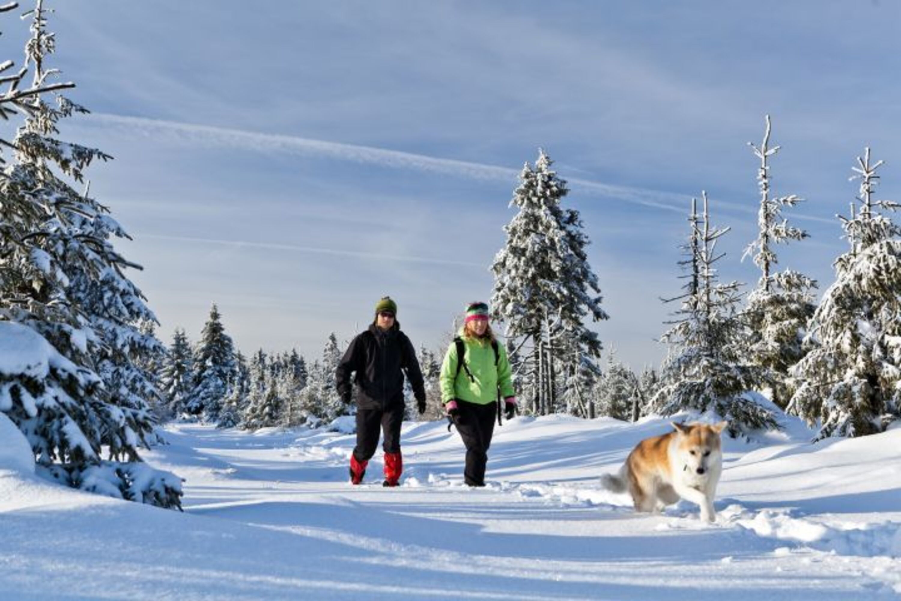 Winterspaziergang mit hrem Vierbeinigen Freund