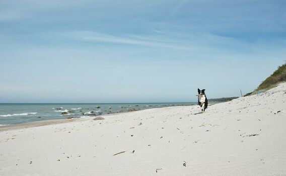 Hundestrand