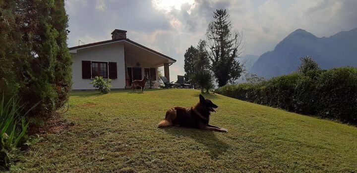 Hunde im Ferienhaus herzlich willkommen