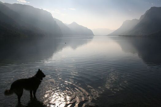 Hunde willkommen am Idrosee