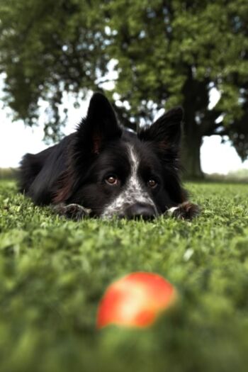 Der hoch eingezäunte Garten an der Ortsrandlage ist ein Paradies für Hunde – sicher, frei und voller Spielmöglichkeiten