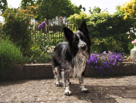 Wir freuen uns auf Ihren Hund