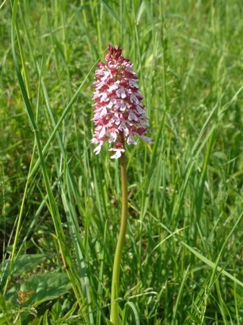 Naturschutzgebiet Wolferskopf mit Orchideenwiesen