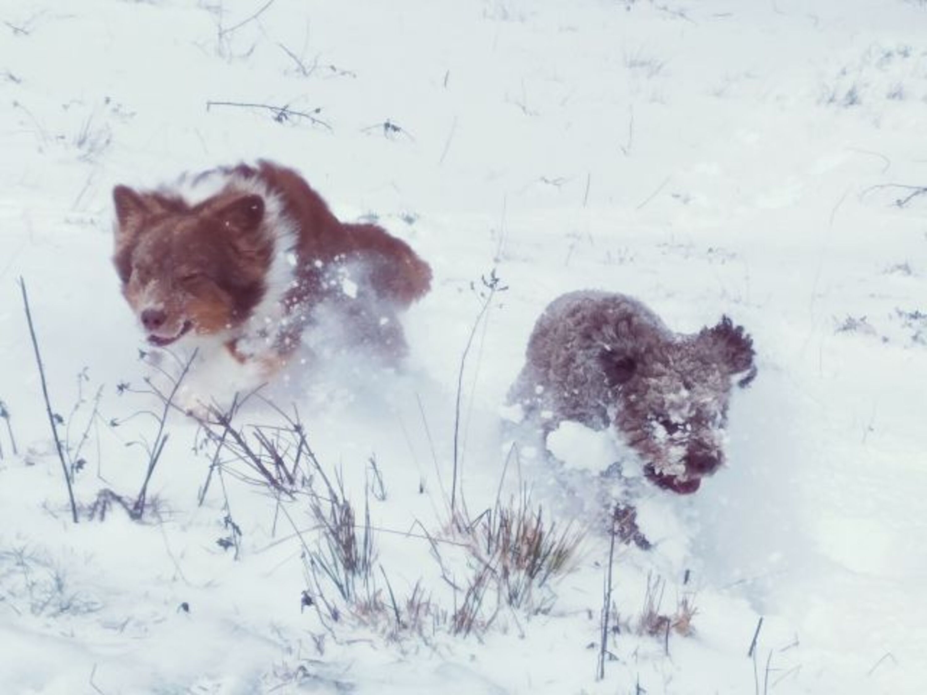 Spaß im Schnee
