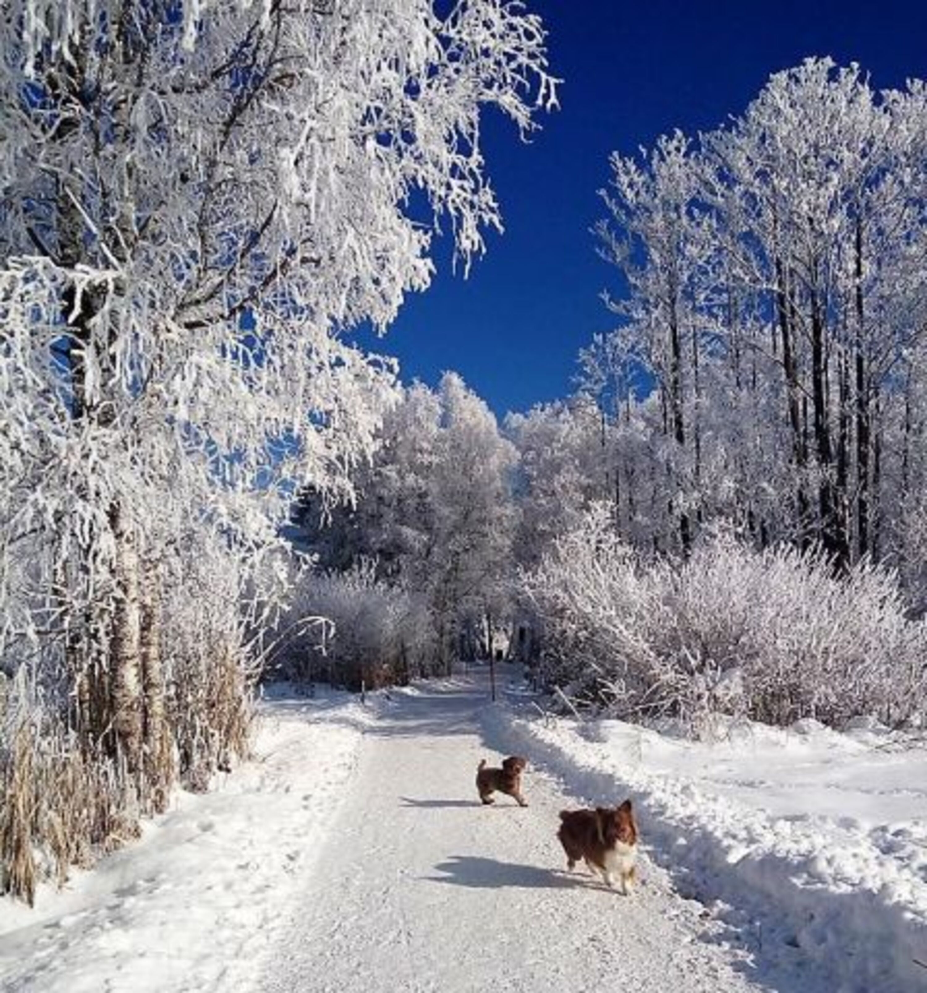Winterwonderland