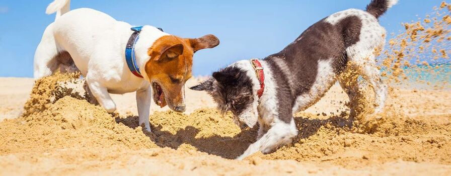 Strandchalet in Renesse 