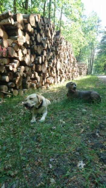 Walderlebnisse Berliner Forst