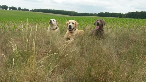 durch die Wiesen streifen mit der Hundebetreuung