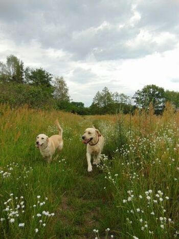 stromern durch die Wiesen