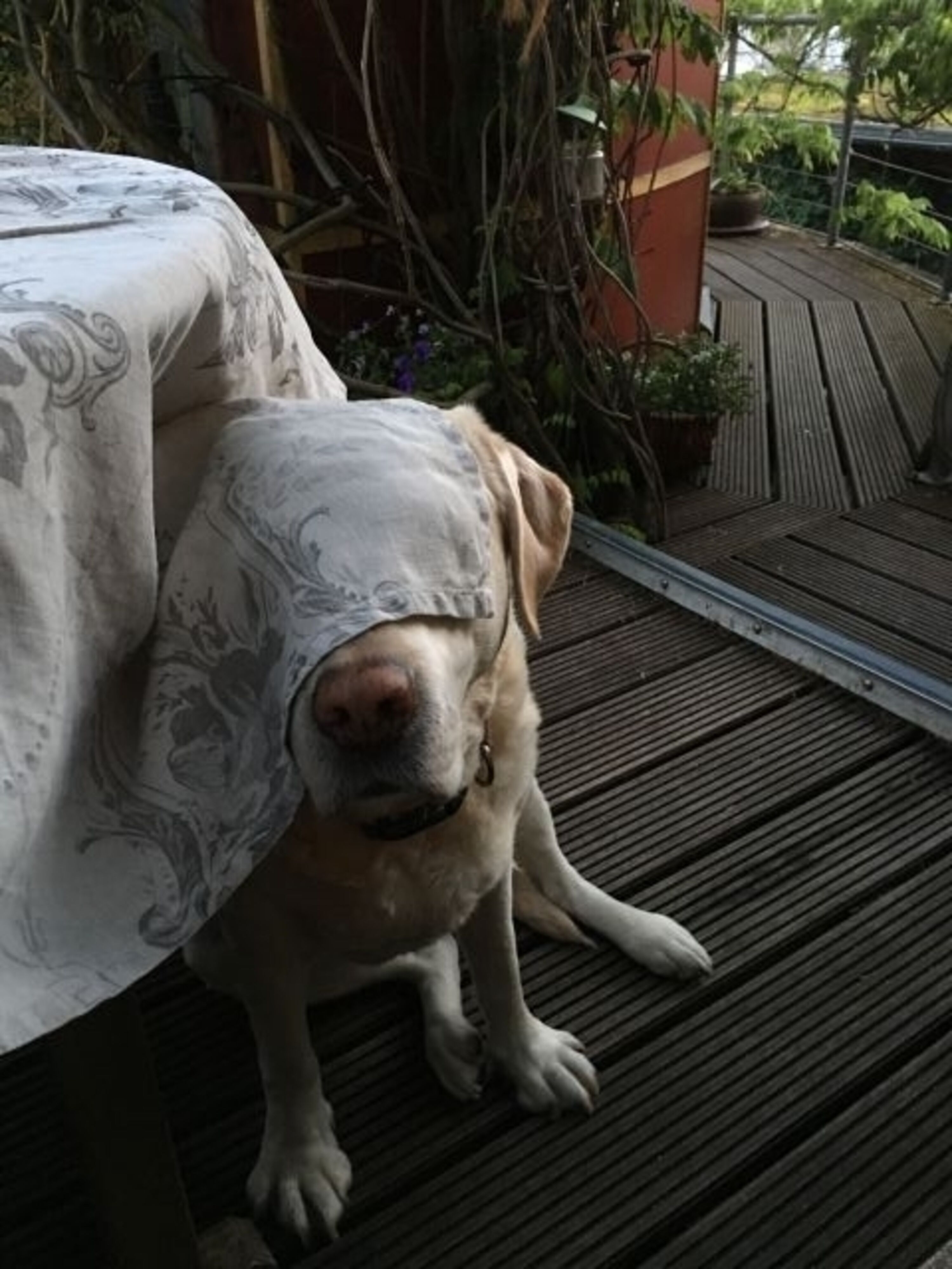 undercover