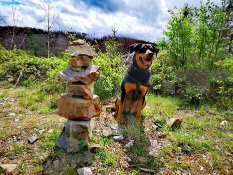 Wandern mit Hund im Harz