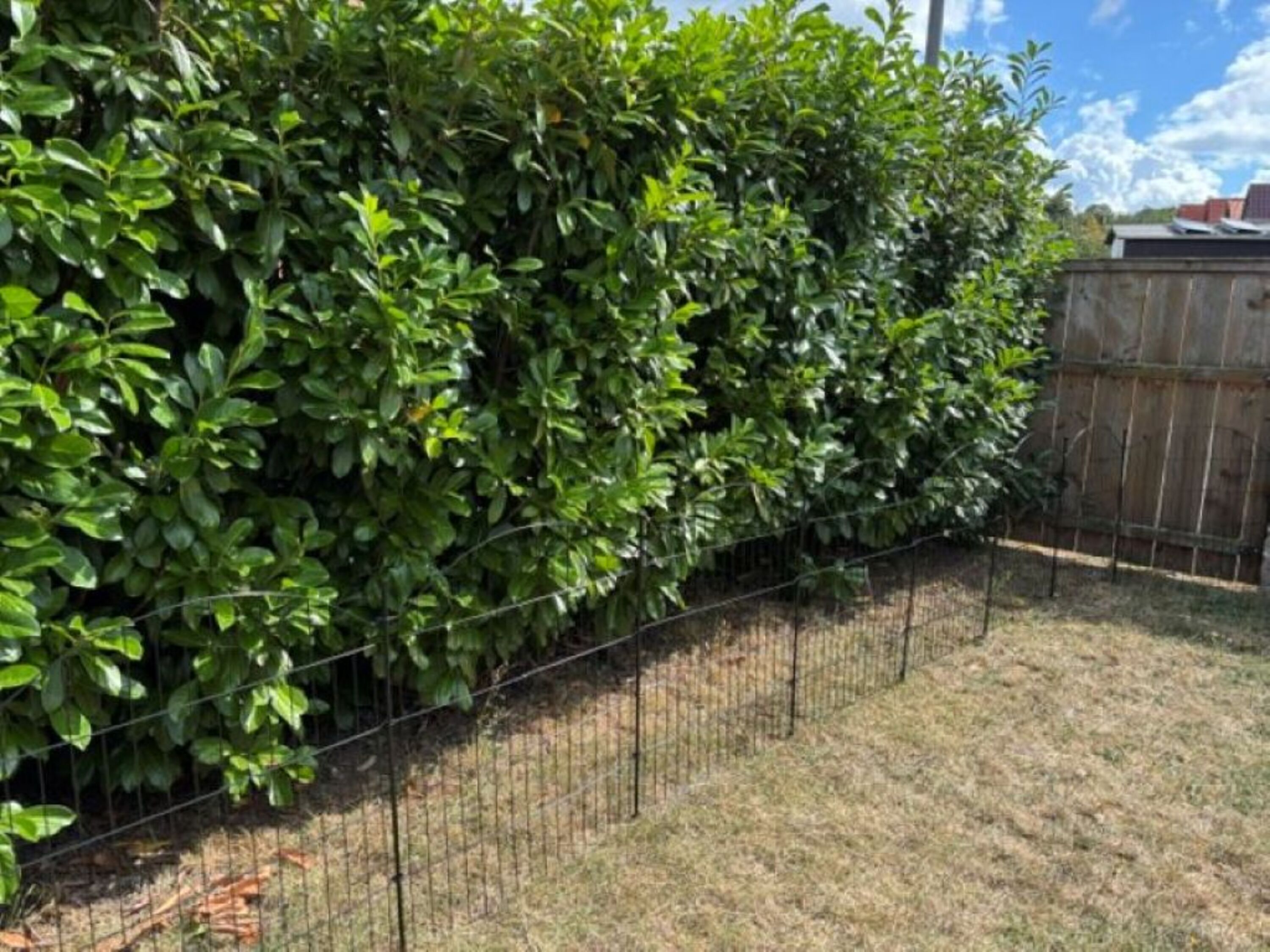 Abgrenzung zur Hecke