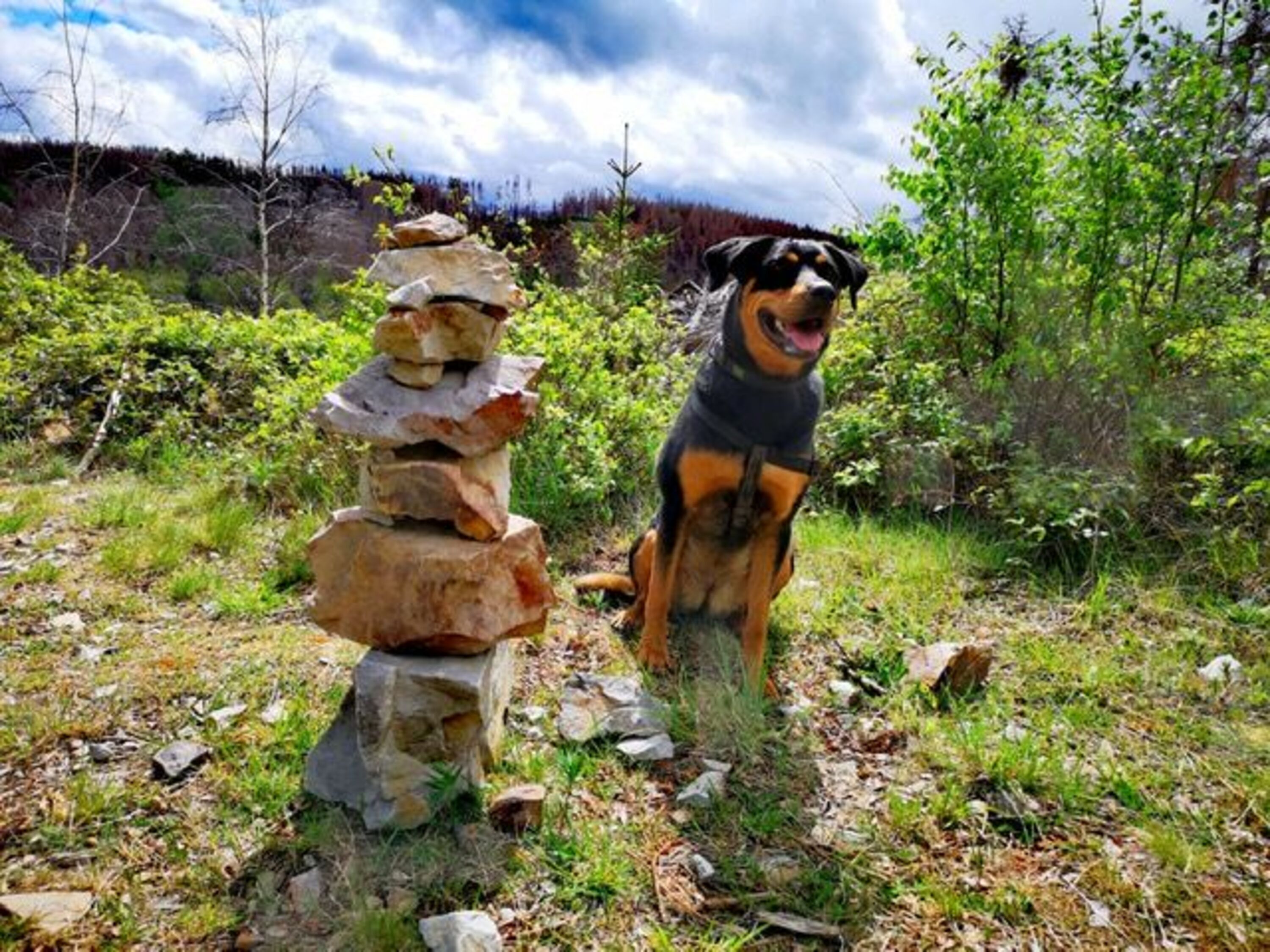 Wandern mit Hund im Harz