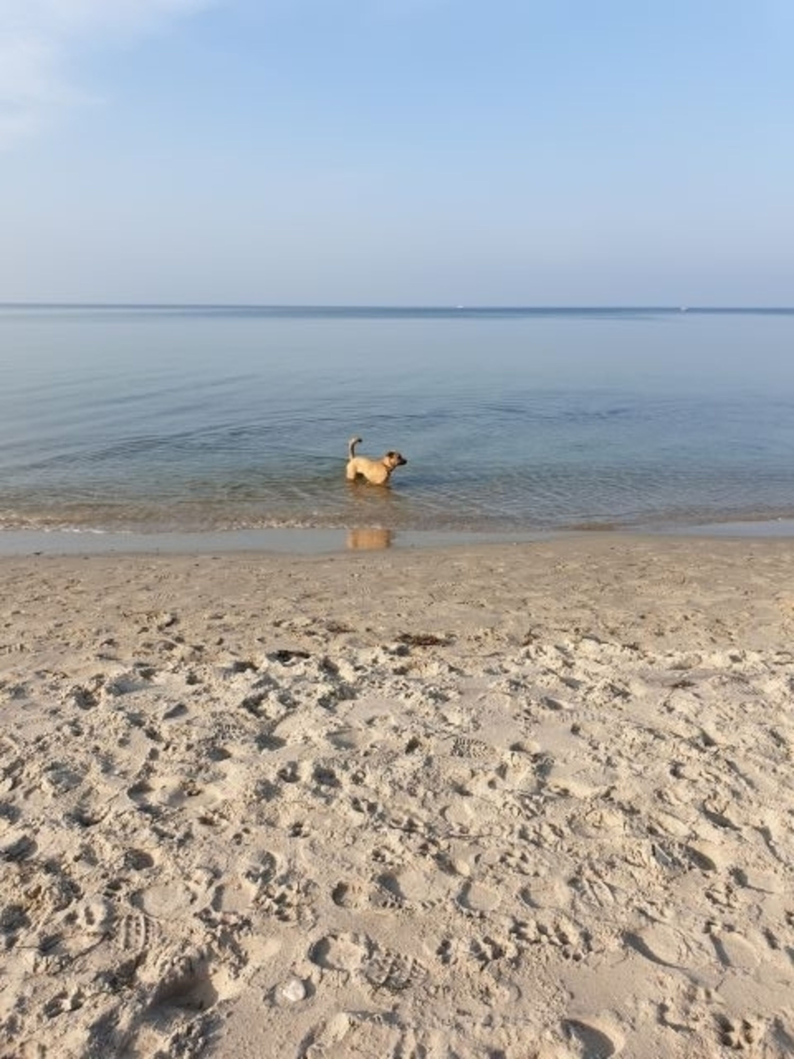 Hundestrand