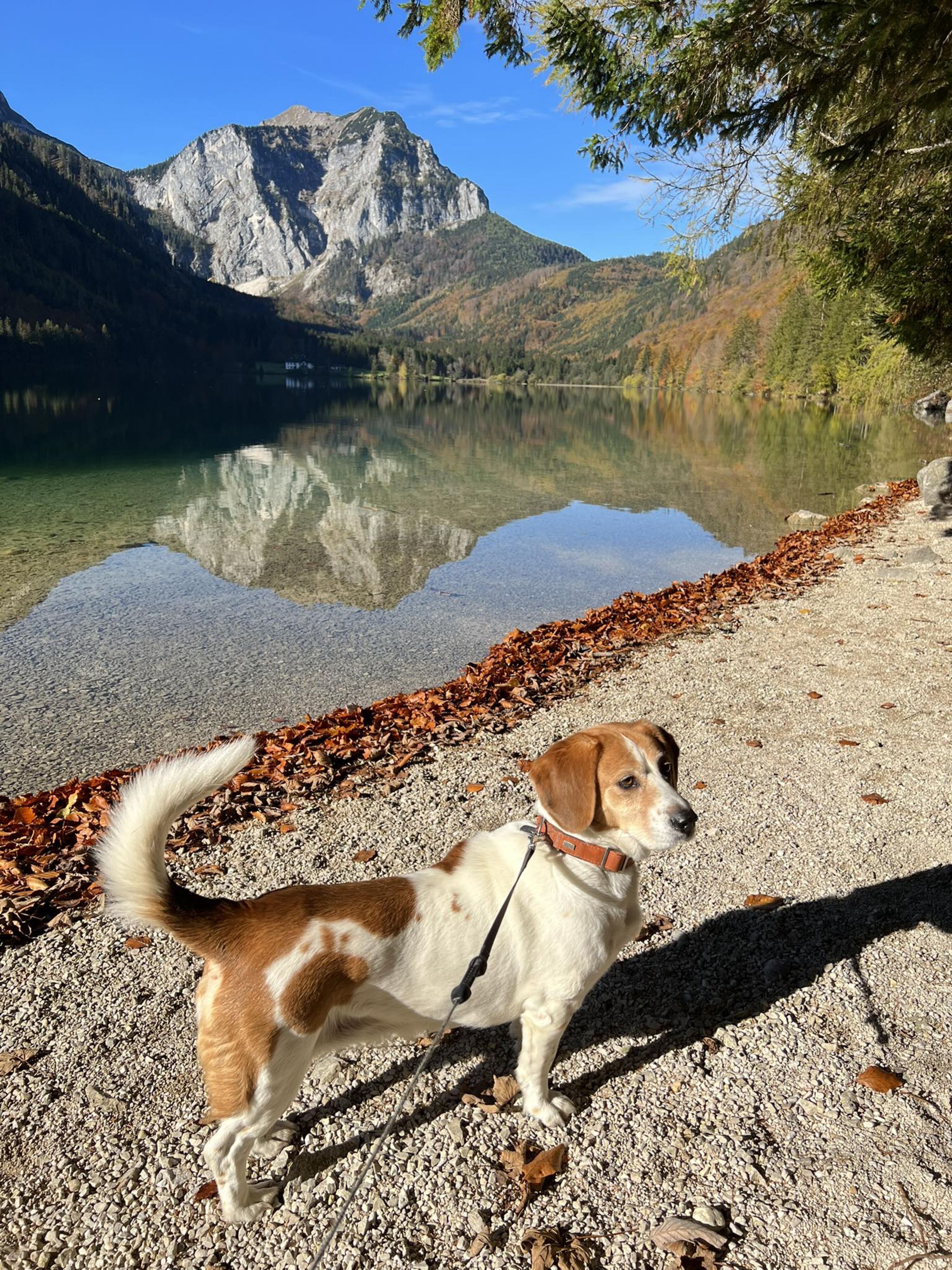 Bunter Herbst im Salzkammergut.