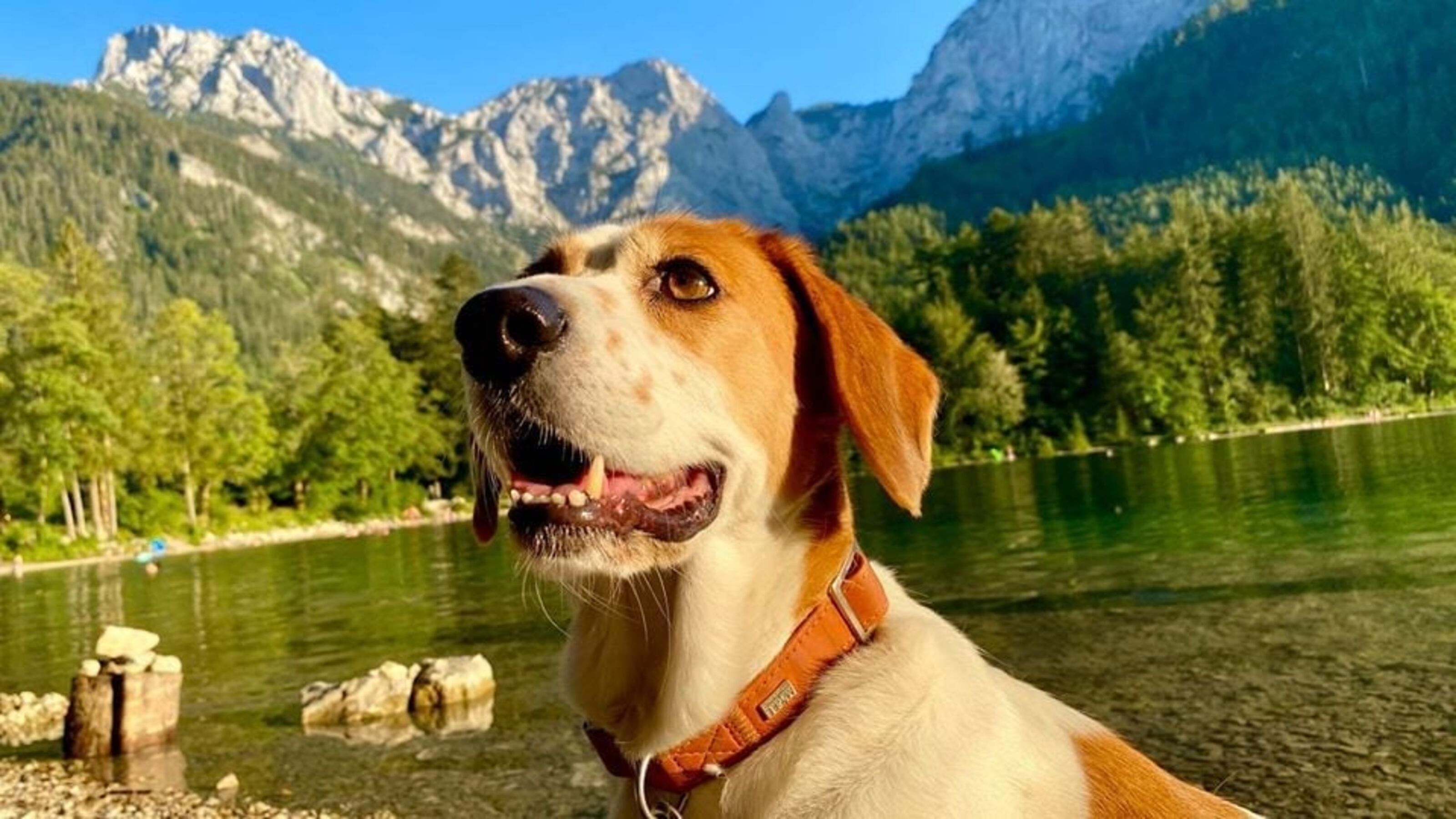 Traunsee vor Ort, gut 70 weitere Seen im Salzkammergut und auch viele Möglichkeit zum baden mit Hunden! Alle Rassen bei uns wiillkommen.