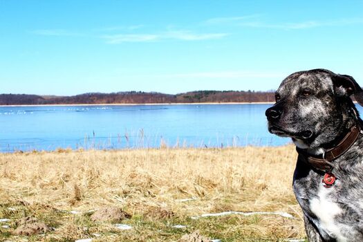 Perfekte Umgebung für ausgiebige Spaziergänge für den Hund 