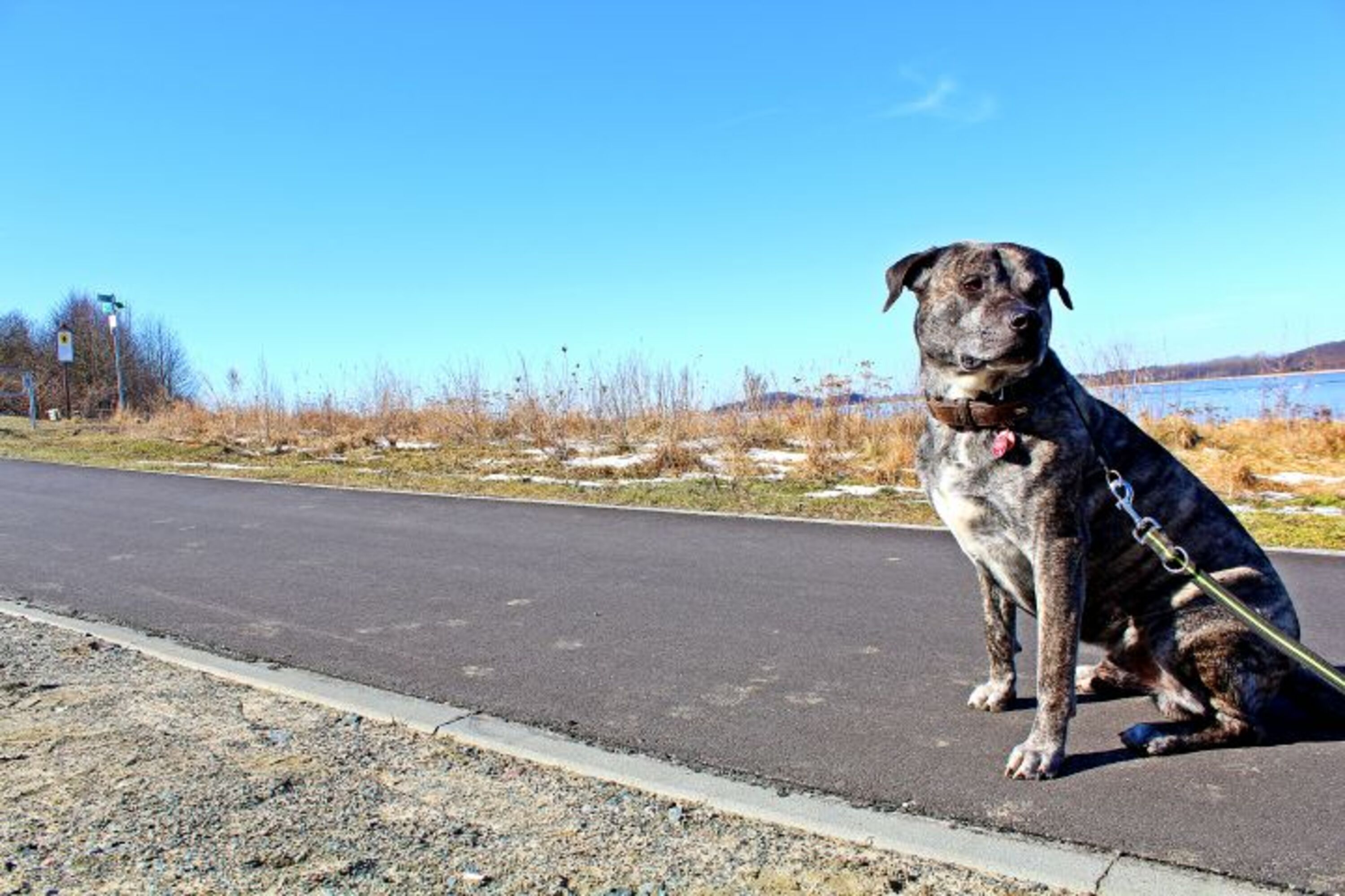 Unser Hund "Haenk" 