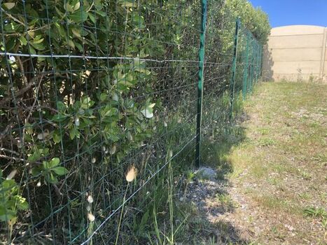 Eingeschlossen! prima fur Hund - Hecke   Zaun