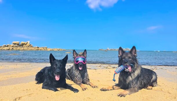 die 3 Hunde von unser Freund von Deutschland - Sie sagen : " das ist Paradies hier" !