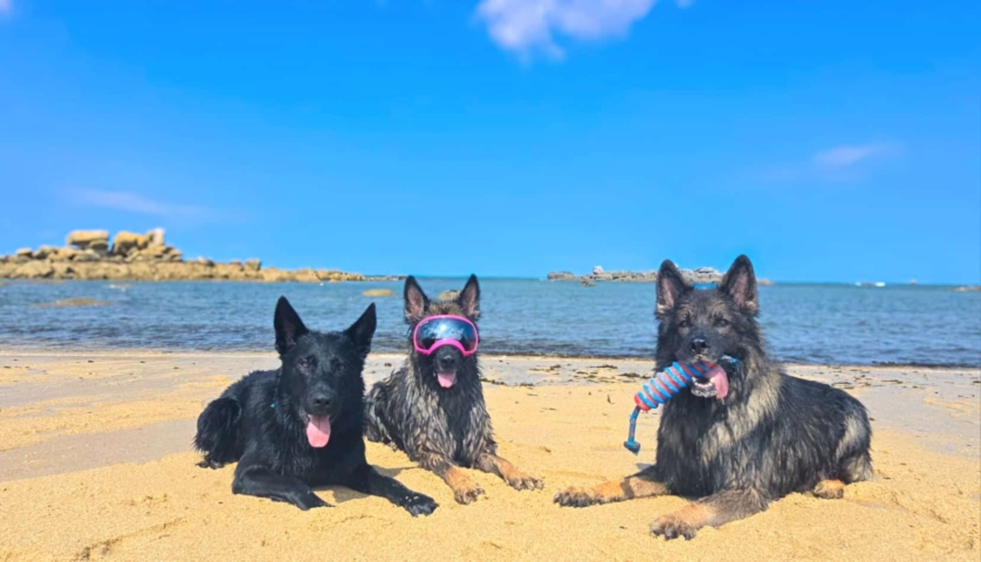 die 3 Hunde von unser Freund von Deutschland - Sie sagen : " das ist Paradies hier" !