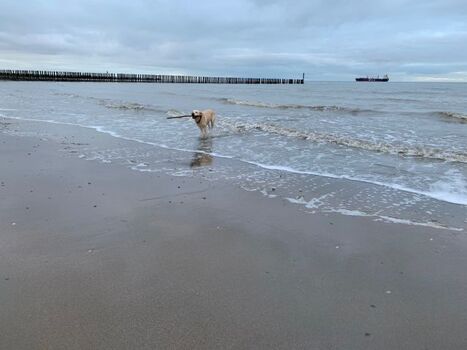 Ein Traum für Wasserhunde