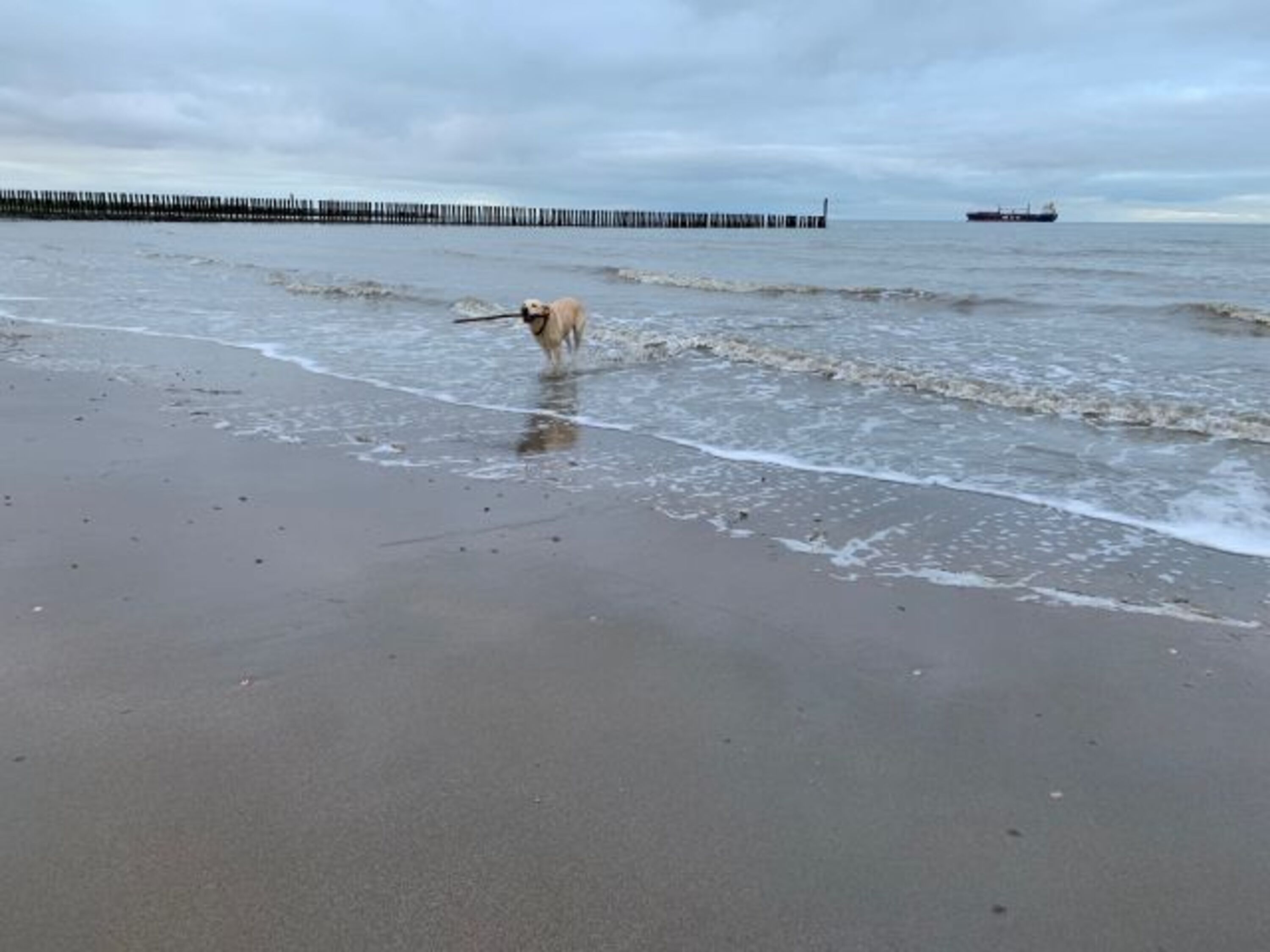 Ein Traum für Wasserhunde