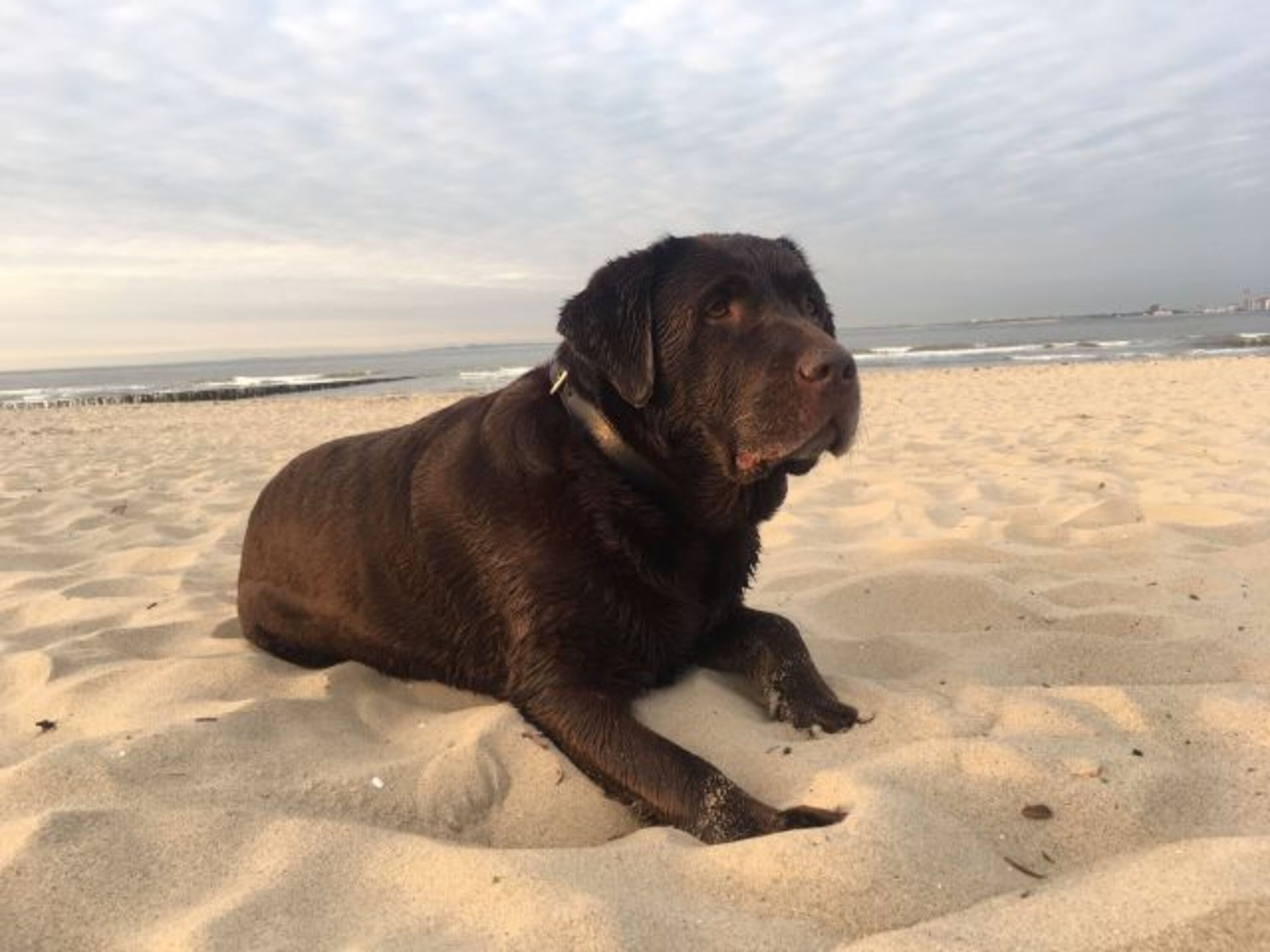 Hündin Millie