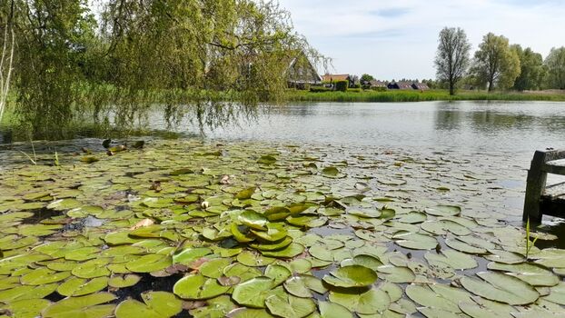 Fischgewasser Stelleplas