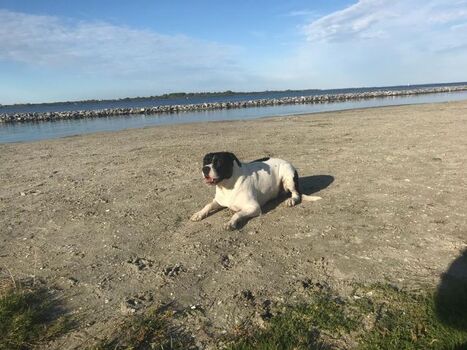 Hundestrand auf 900 m
