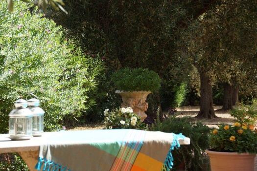 Blick in den Olivengarten