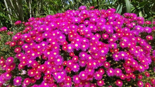 Blütenpracht im Garten