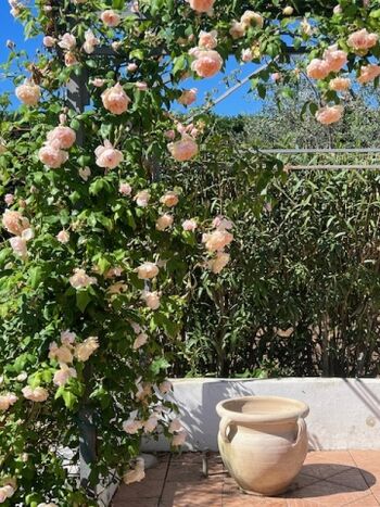 Blühende Rosen im Garten