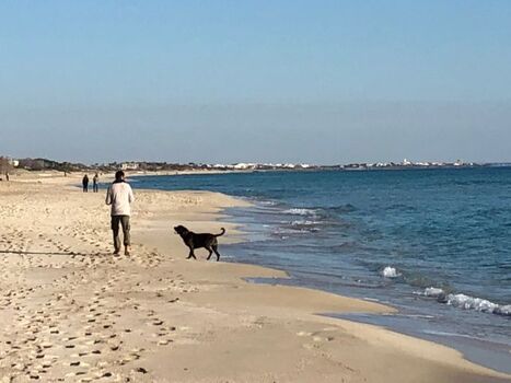 Spaziergang mit Hund am Strand
