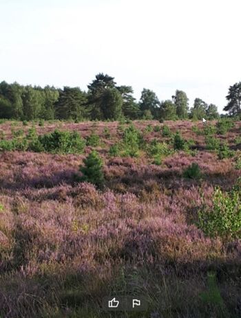 Die Heide blüht